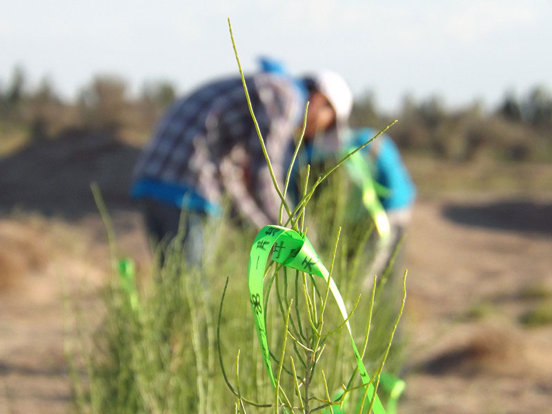 7��14�����磬��ҁ��������֌���ٛ(z��ng)�ߵľG�z��ϵ��������������ͽz�����(y��ng)�����ҫ���W���Gɫ�Ĺ�â��