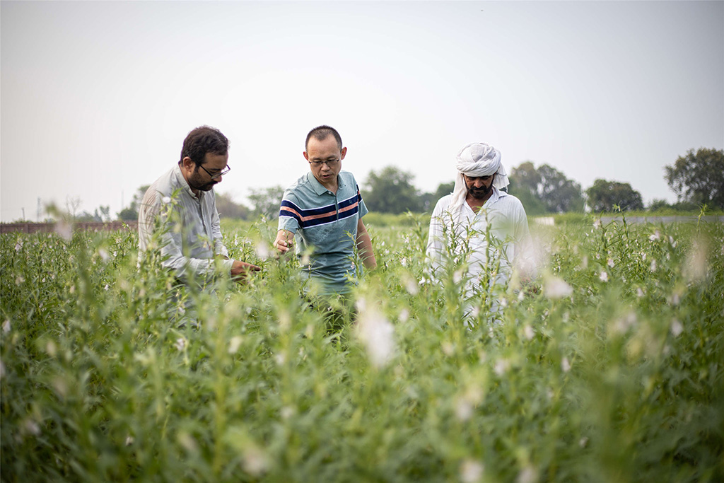 中巴經(jīng)濟走廊農(nóng)業(yè)合作中心芝麻種植園（拉合爾）。（人民網(wǎng)記者 薛丹攝）
