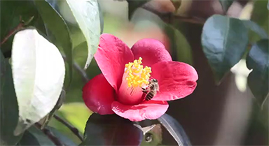 從嶗山古觀(guān)飛入百姓家,耐冬是什么花?