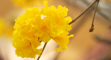 春日浪漫！黃花風(fēng)鈴木盛開(kāi)正當(dāng)時(shí)